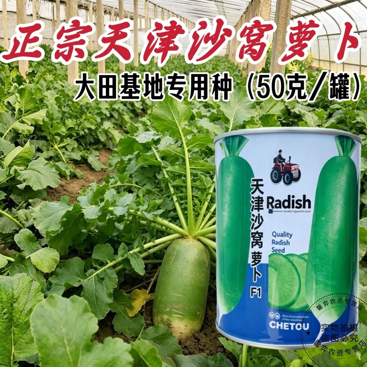 正宗天津沙窝水果萝卜种子耐热耐寒甜脆沙窝萝卜种籽赛鸭梨萝卜籽