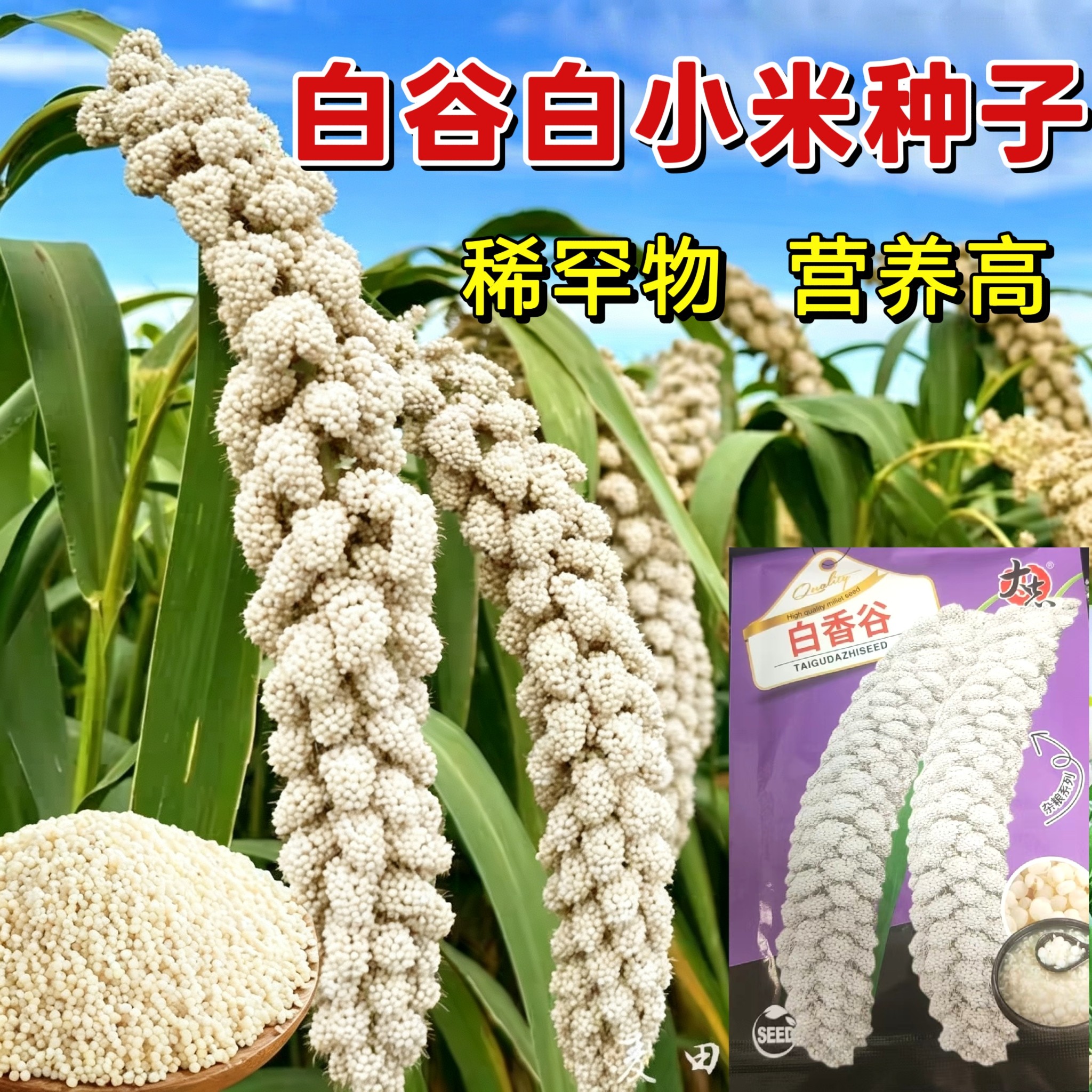 正品白谷子白小米种子高产抗病农科院新品种白香谷种子大田专用种