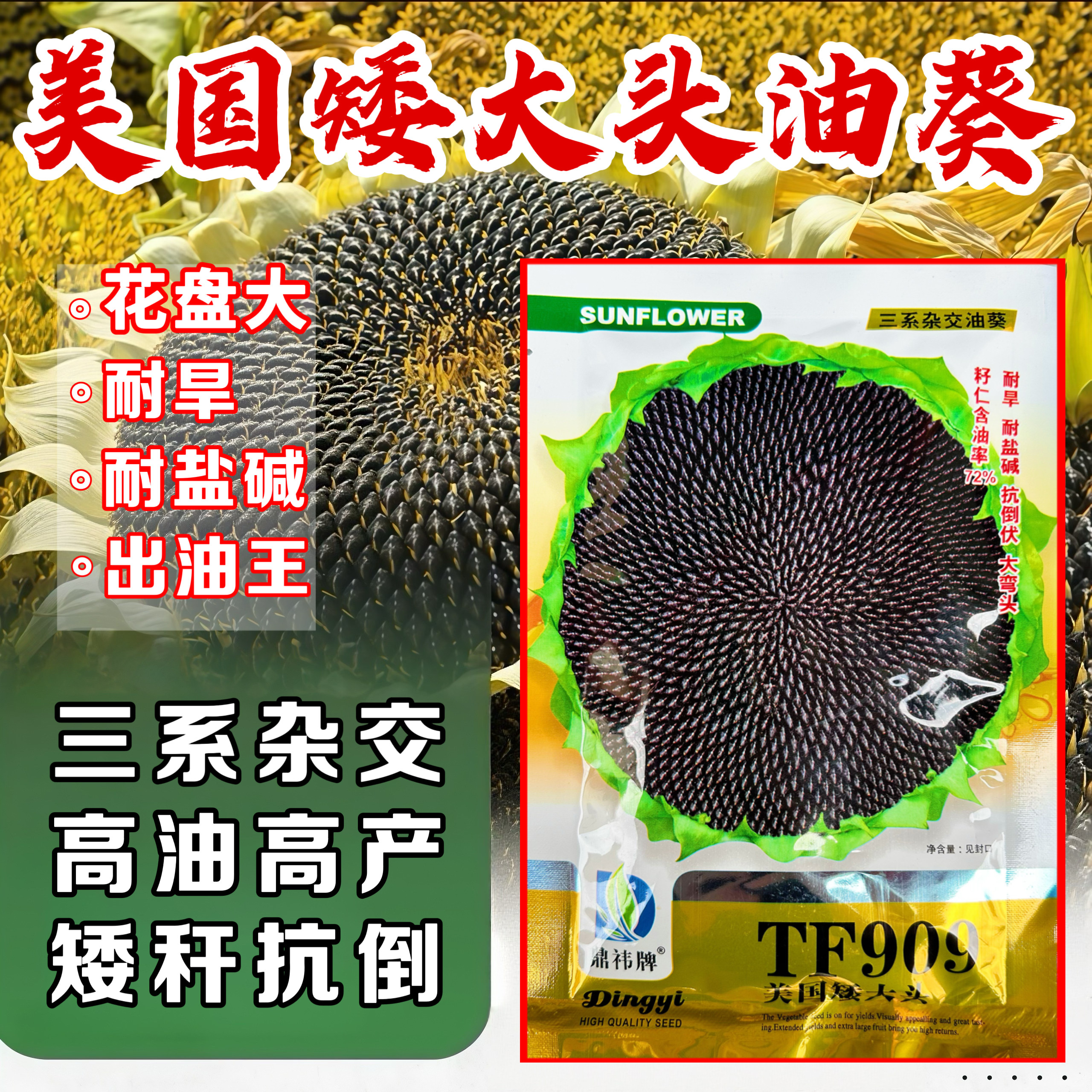 三系杂交油葵种子TF909矮杆高产高油抗倒伏油葵籽榨油专用出油王