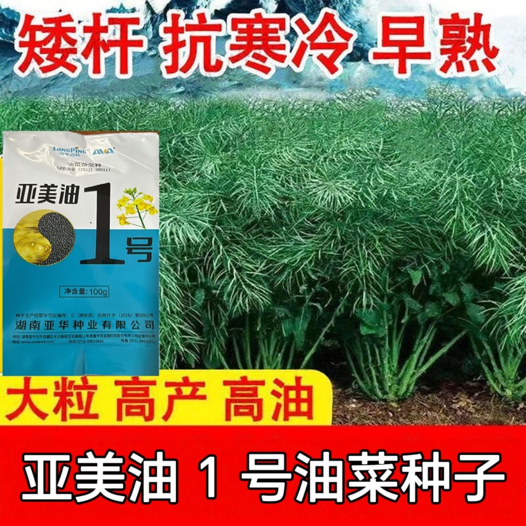 亚美油1号油菜种子 甘蓝型食用油菜种子杂交高产早熟黑籽油菜种子