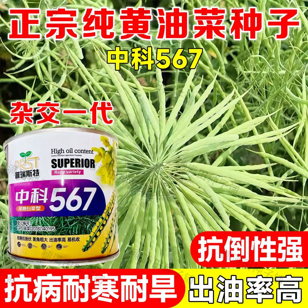 正宗纯黄油菜种子中科567 榨油专用油菜籽早熟白菜型油菜高产罐装