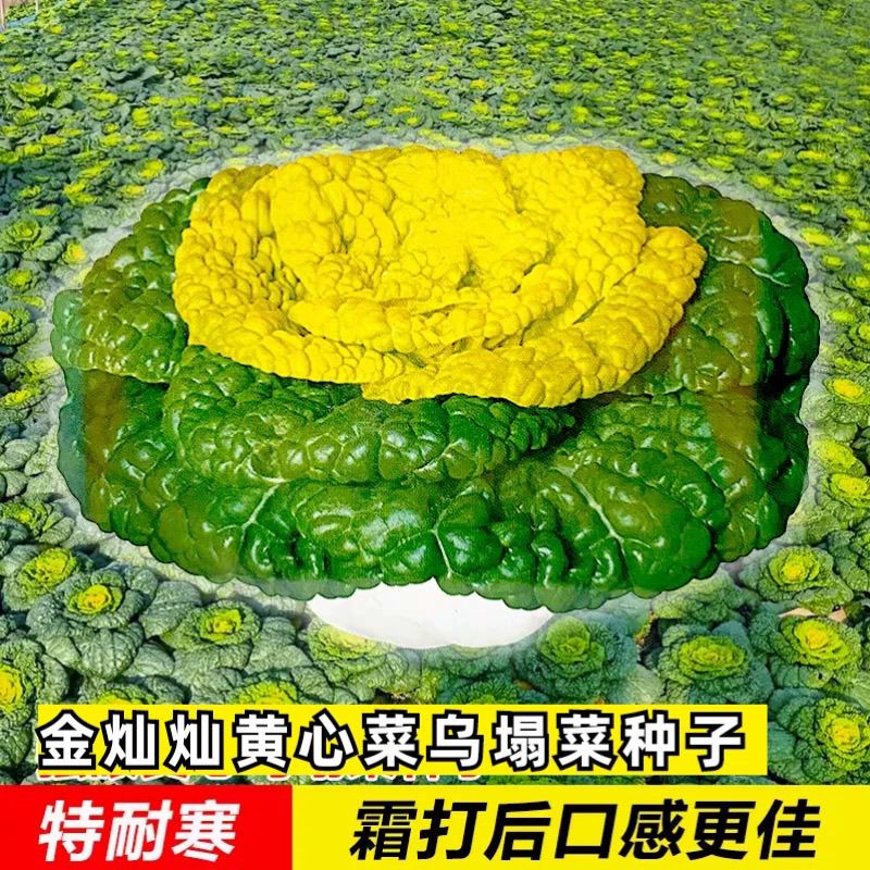 基地专用种黄心乌塌菜种子耐寒耐低温杂交蔬菜种子抗病高产一罐装
