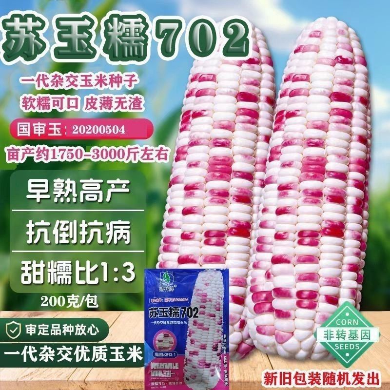 甜糯1:3超甜彩糯玉米种子 苏玉糯702 国审甜糯玉米种子耐热耐高温