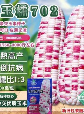 甜糯1:3超甜彩糯玉米种子 苏玉糯702 国审甜糯玉米种子耐热耐高温