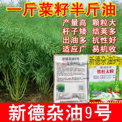 四川新德杂油9号 高产油菜种子矮杆抗倒伏油菜种籽一代杂交出油高