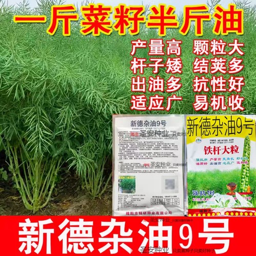 四川新德杂油9号 高产油菜种子矮杆抗倒伏油菜种籽一代杂交出油高