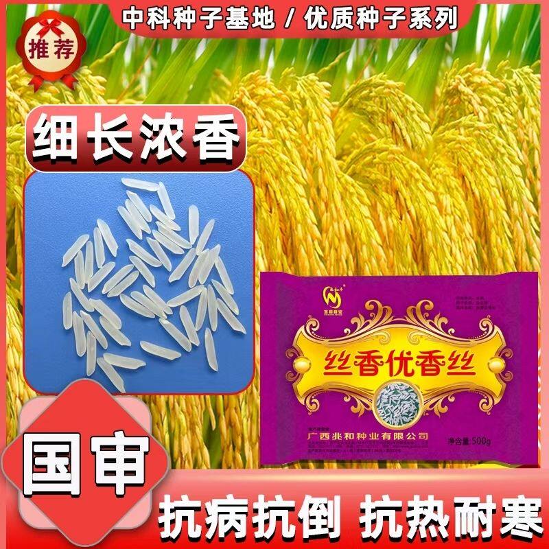优质丝苗米种子 丝香优香丝 国审一级香稻三系杂交水稻高产稻谷种