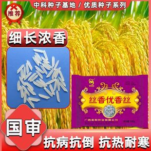 优质丝苗米种子 丝香优香丝 国审一级香稻三系杂交水稻高产稻谷种