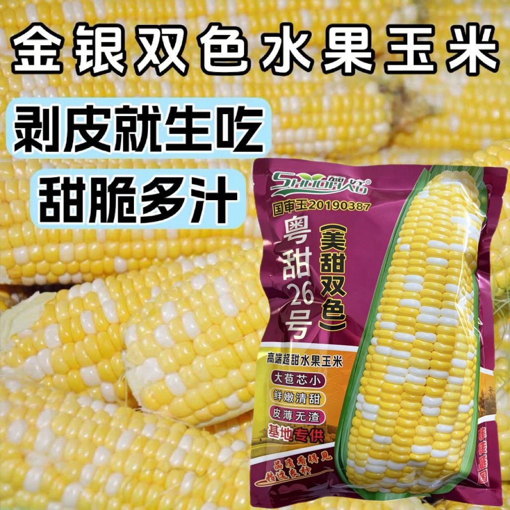 美甜双色水果玉米种子金银水果玉米甜脆多汁可生吃玉米籽基地专供