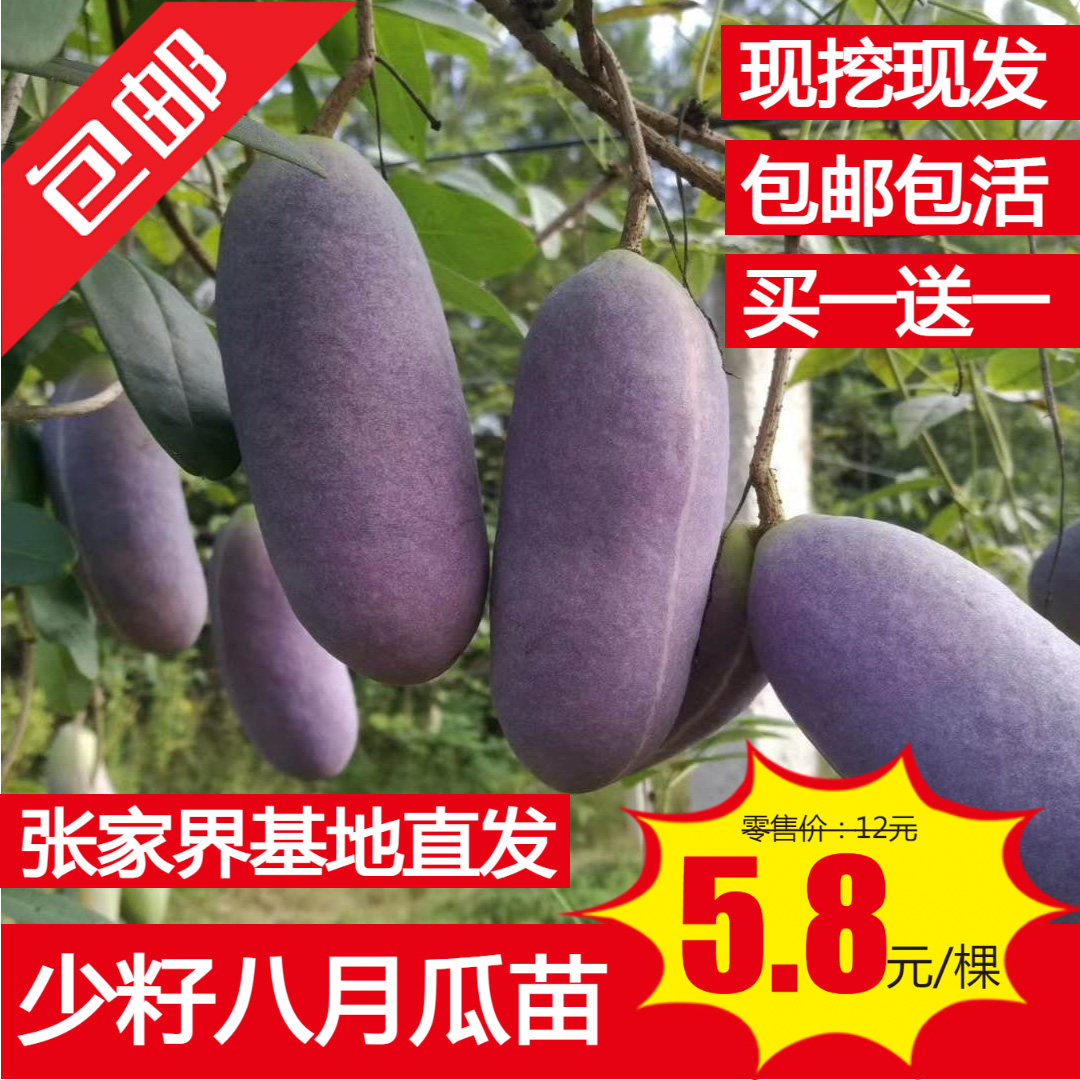 八月瓜苗果树苗八月炸野生水果8月庭院阳台无籽盆栽当年结果包邮