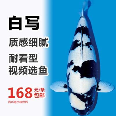 锦鲤活体日本纯种冷水鱼