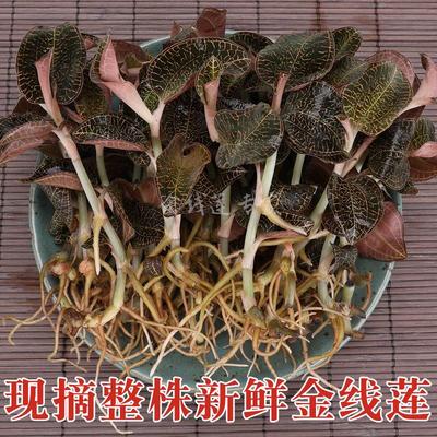 福建南靖金线莲250克新鲜整株