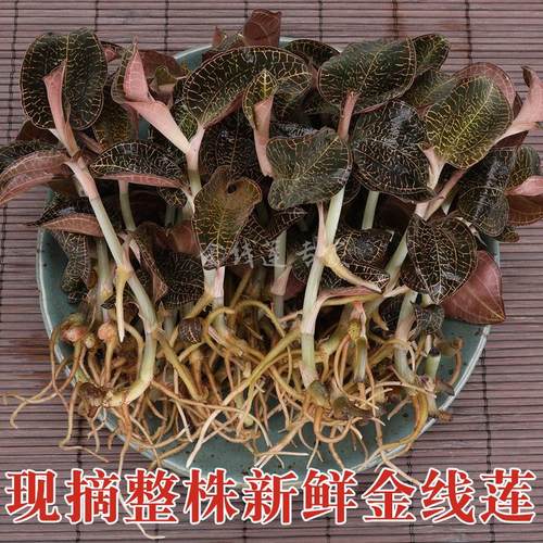 福建南靖金线莲250克新鲜整株