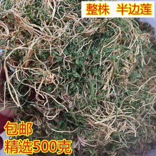 广西晒干半边莲中草药 半边连 细米草半边花新货干中药材500g包邮