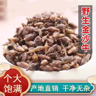 金沙牛广西野生中药材金砂牛虫蚁狮正品地牯牛倒退虫整只无杂质