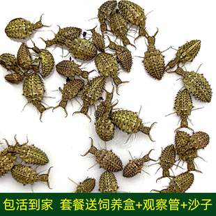 金沙牛活体蚁蛳蚁蛉沙老虎沙谷牛倒退虫地牯牛金砂牛自然观察昆虫