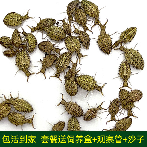 金沙牛活体地牯牛蚁蛳倒退虫昆虫