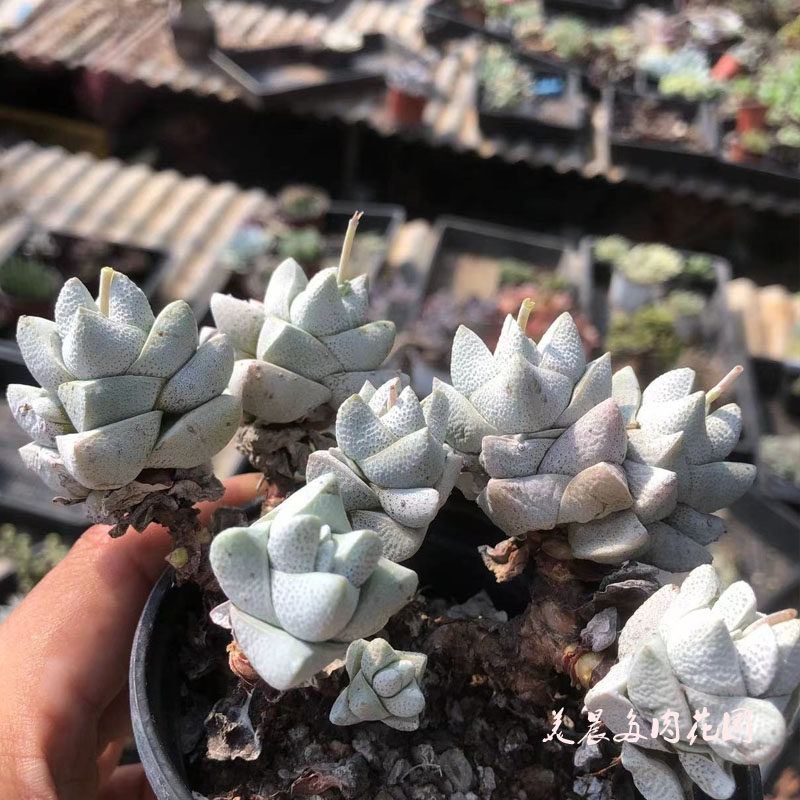 多肉植物白稚儿老桩花卉绿植盆栽创意生活新手套餐阳台可爱萌