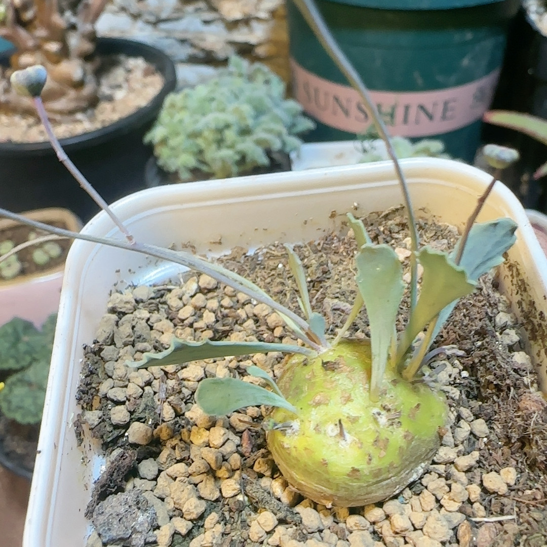 格加厚敦菊2.3c m,鲜花速递/花卉仿真/绿植园艺,多肉植物,淘宝优惠券,粉丝福利购,淘宝优惠卷