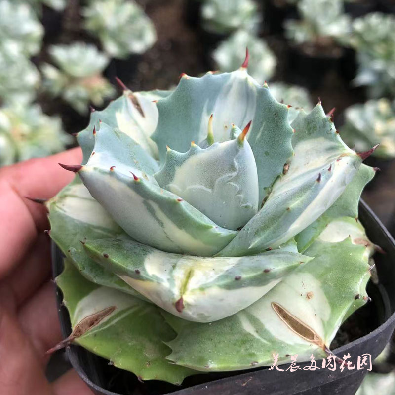 多肉植物王妃雷神龙舌兰福腹伦锦花卉绿植盆栽创意生活新手套餐阳