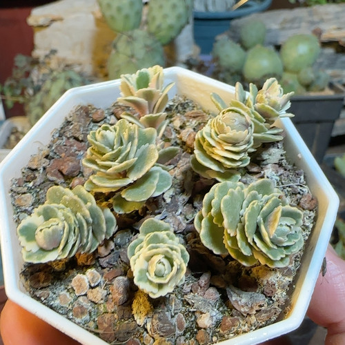 亚特兰提斯锦