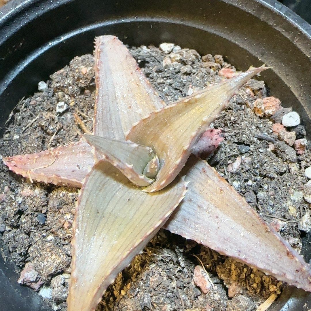 伊玛洛特9cm,鲜花速递/花卉仿真/绿植园艺,多肉植物,淘宝优惠券,粉丝福利购,淘宝优惠卷