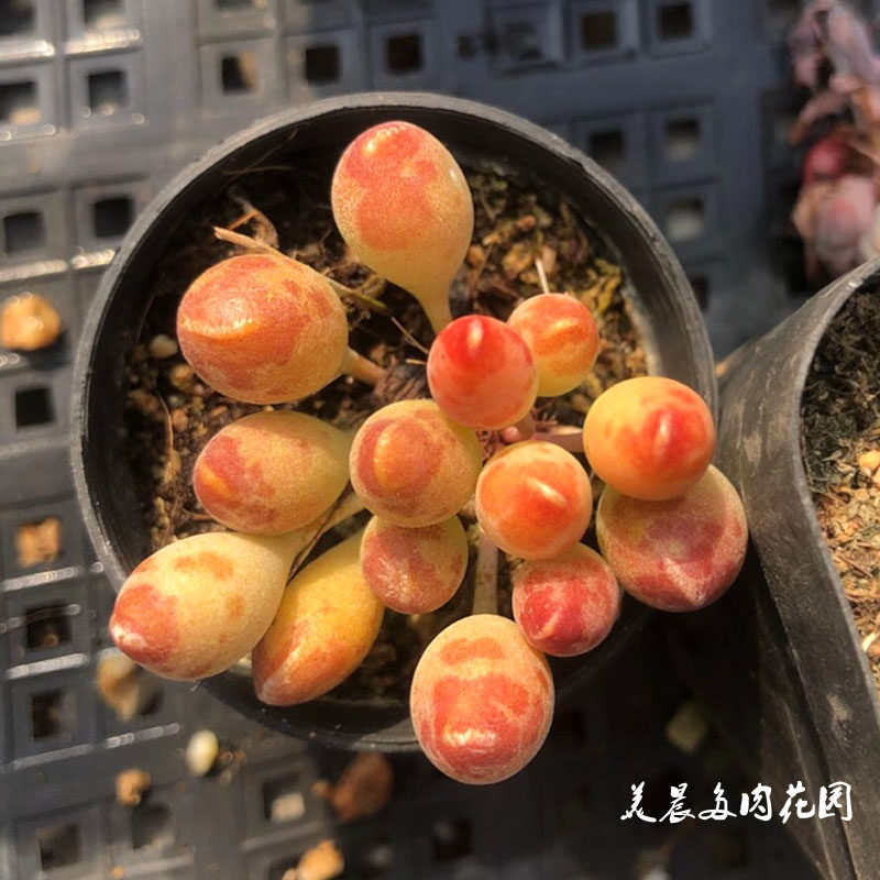 多肉鼓槌水泡绿植办公室花卉盆栽创意萌物卧室庭院美观趣味
