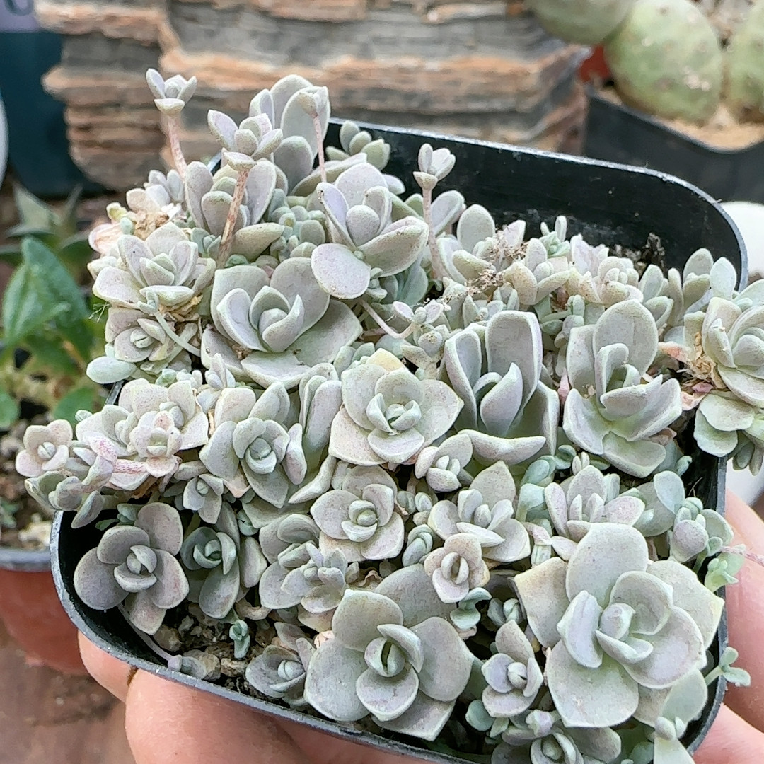 子持莲花群