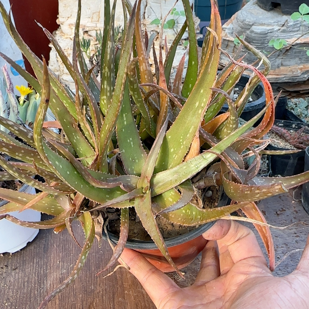 原生芦荟老桩群