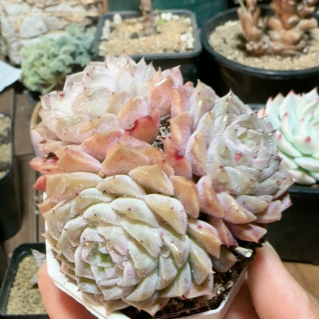 海琳娜桩,鲜花速递/花卉仿真/绿植园艺,多肉植物,淘宝优惠券,粉丝福利购,淘宝优惠卷