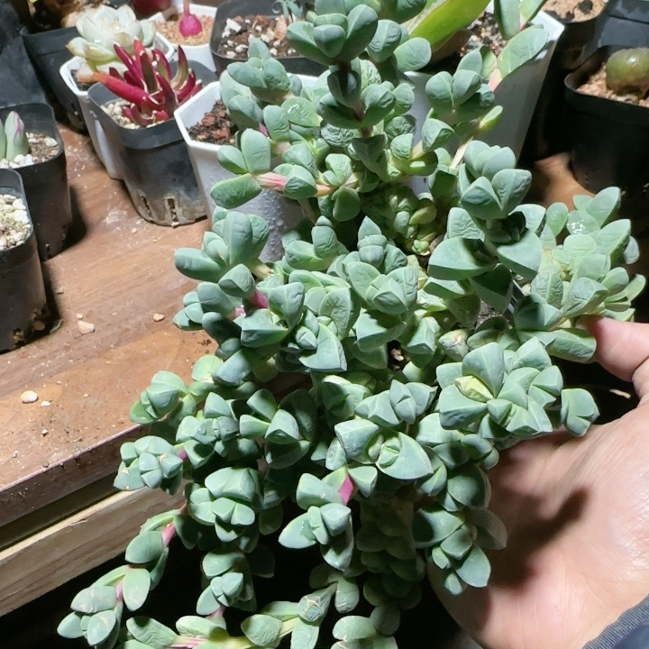 鹿角海棠大老桩