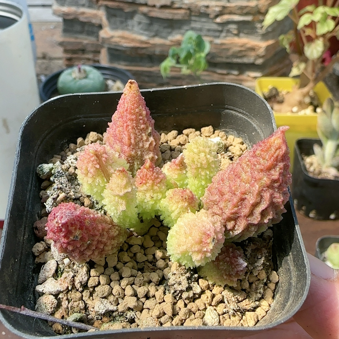 苦瓜水泡