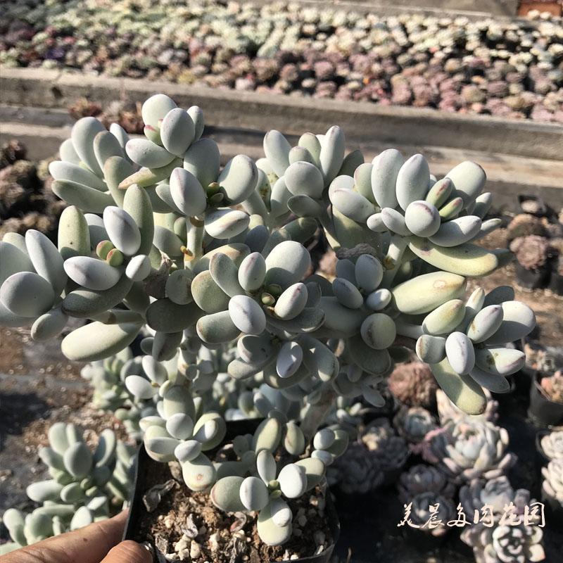 多肉植物乒乓福娘老庄花卉绿植盆栽创意生活新手套餐阳台可爱萌