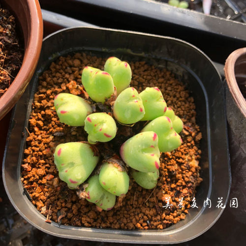 少将心心美晨特价新手多肉植物