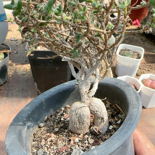 5年姬红小松