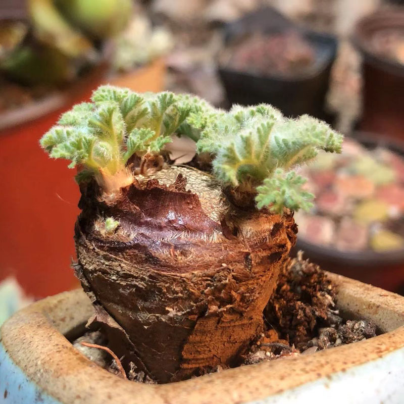 羽叶阳台多肉植物块根萝卜