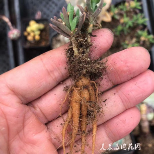 多肉植物冰花块根人参根花卉绿植盆栽可爱萌物园艺创意生活趣味
