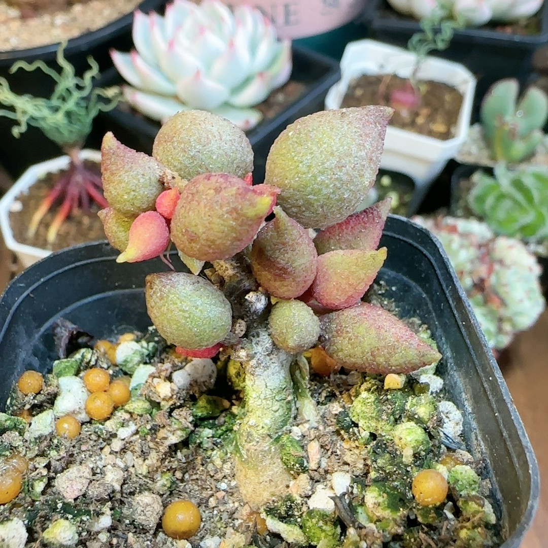 小辣椒水泡四年桩,鲜花速递/花卉仿真/绿植园艺,多肉植物,淘宝优惠券,粉丝福利购,淘宝优惠卷