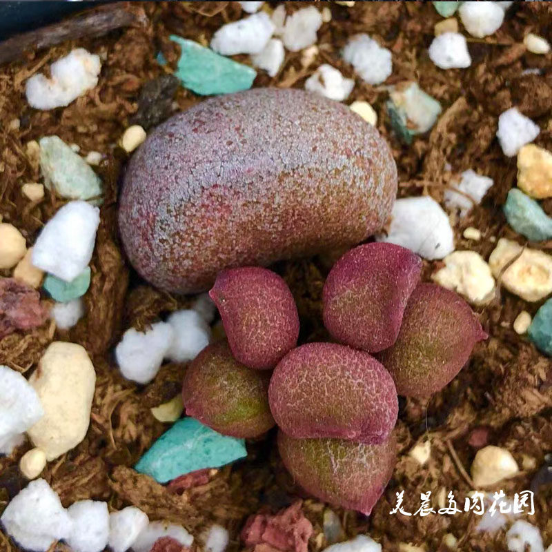 多肉植物宇玉殿水泡办公室绿植盆栽净化空气趣味创意窗台可爱萌物