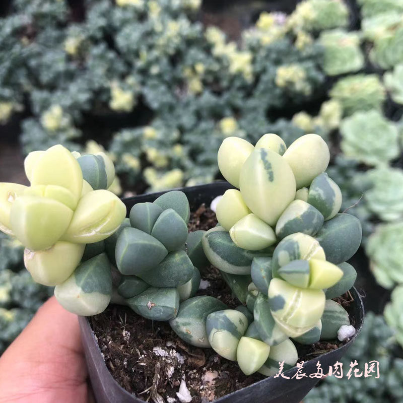 多肉植物鹿角海棠锦花卉绿植盆栽创意生活新手套餐阳台可爱萌