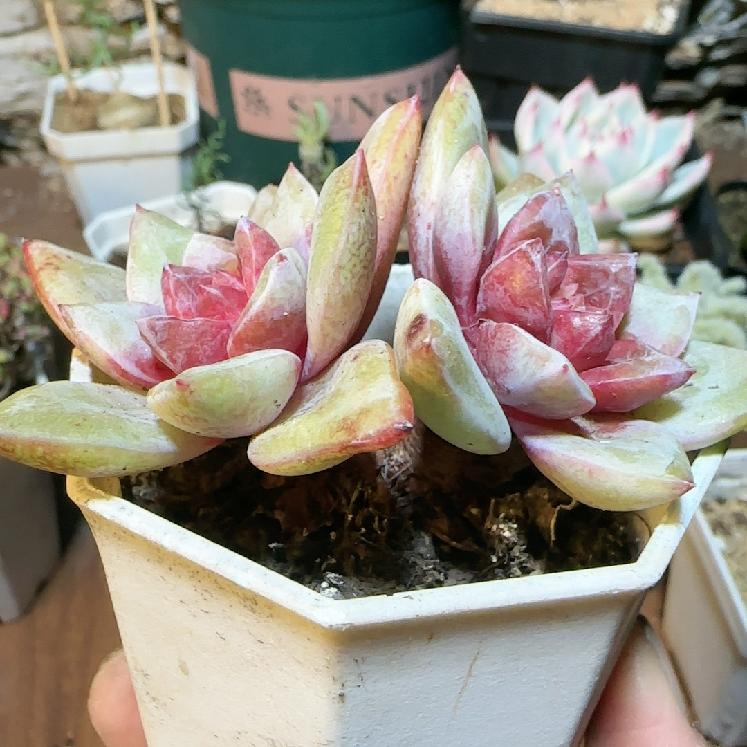 德国香槟桩,鲜花速递/花卉仿真/绿植园艺,多肉植物,淘宝优惠券,粉丝福利购,淘宝优惠卷