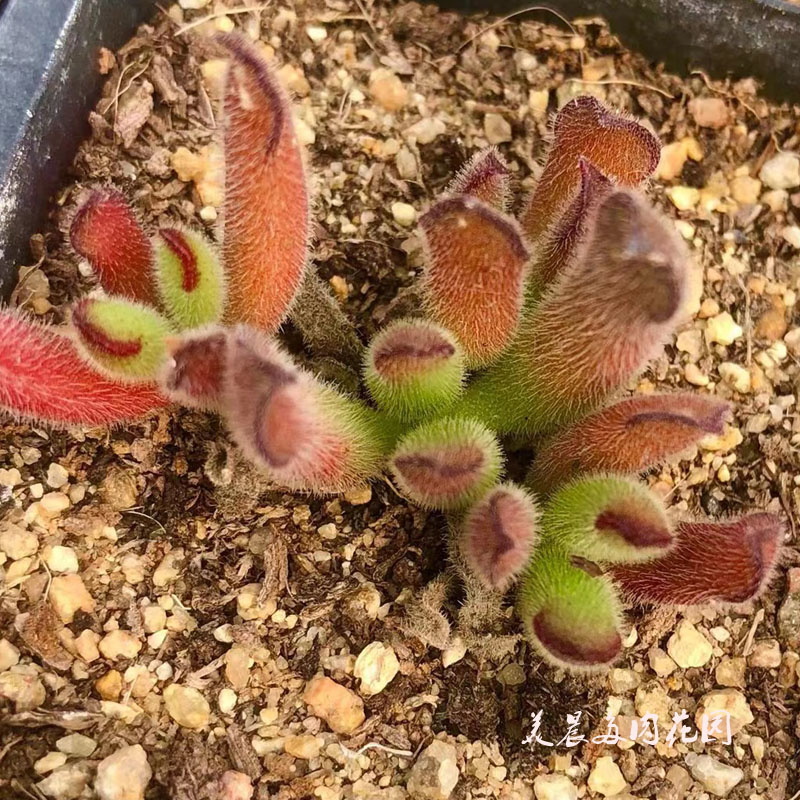 多肉植物毛福娘新品花卉绿植盆栽创意生活新手套餐阳台可爱萌物