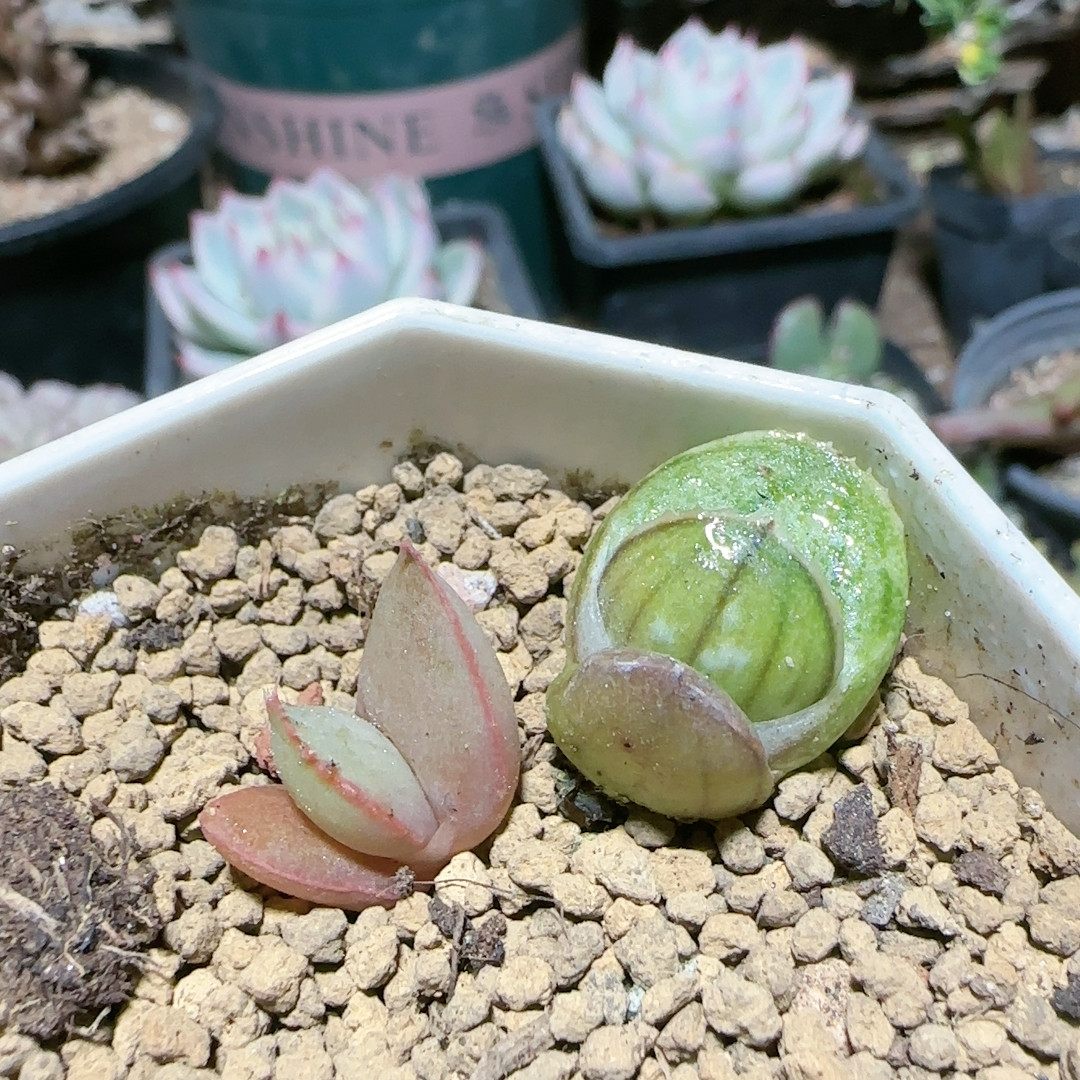 红树妃加卡拉2cm苗打包,鲜花速递/花卉仿真/绿植园艺,多肉植物,淘宝优惠券,粉丝福利购,淘宝优惠卷