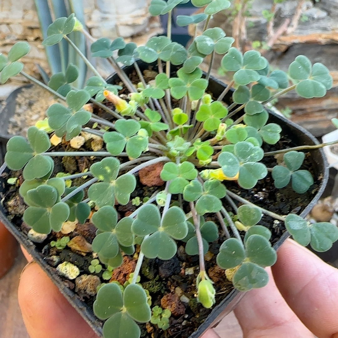 砂糖酢浆草3年块根