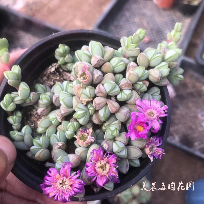 绿植碧玉莲群生花卉多肉植物特价