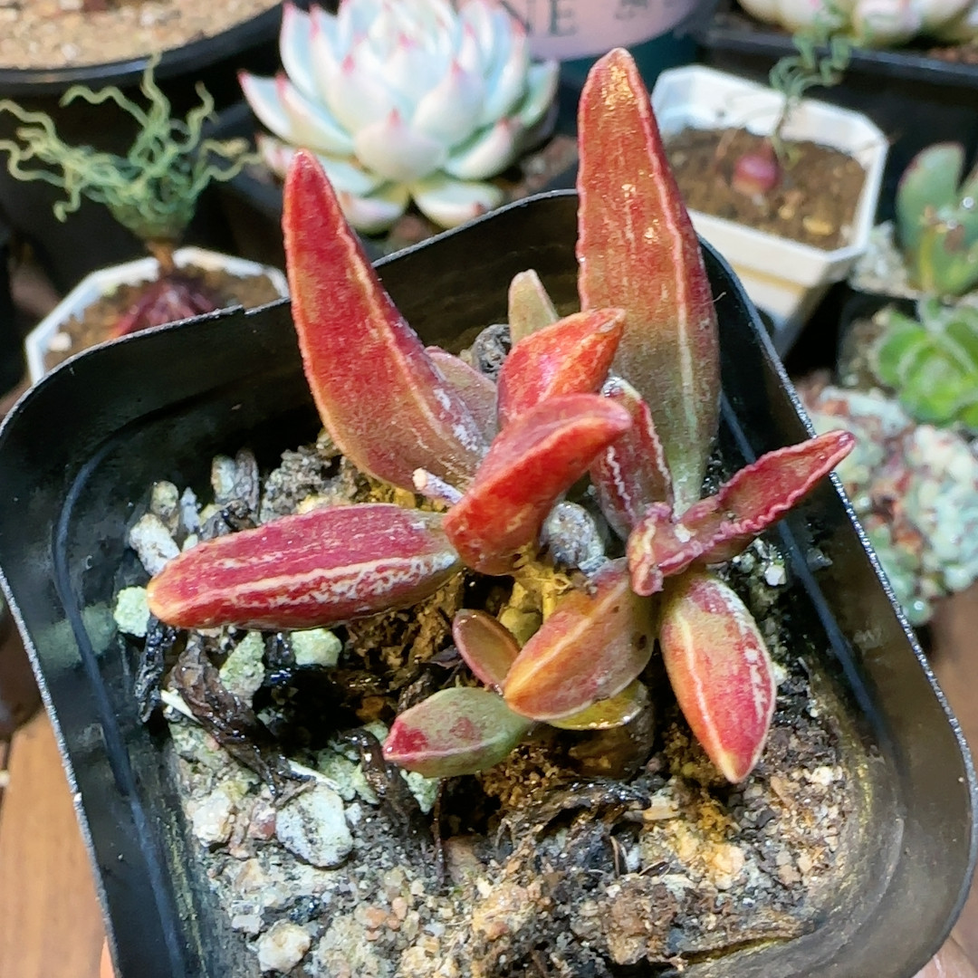 红姬楞叶桩4年,鲜花速递/花卉仿真/绿植园艺,多肉植物,淘宝优惠券,粉丝福利购,淘宝优惠卷