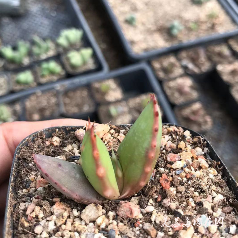 多肉植物柏银芦荟柏加杂交银方锦芦荟花卉绿植盆栽创意生活新手,鲜花速递/花卉仿真/绿植园艺,多肉植物,淘宝优惠券,粉丝福利购,淘宝优惠卷