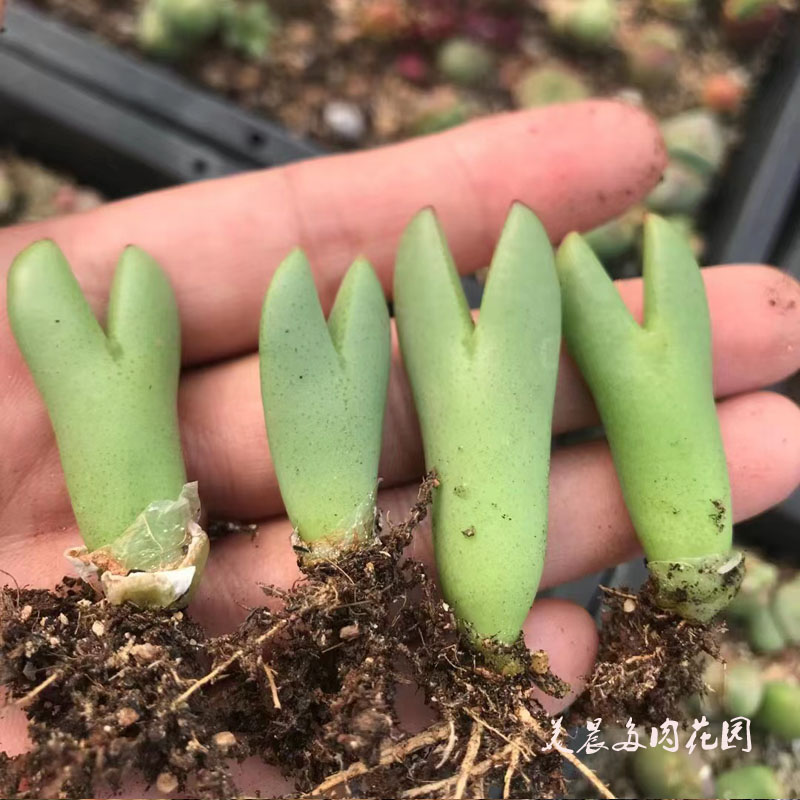 多肉植物大枪少将赤耳大将巨将肉锥花卉绿植盆栽创意客厅阳台萌物