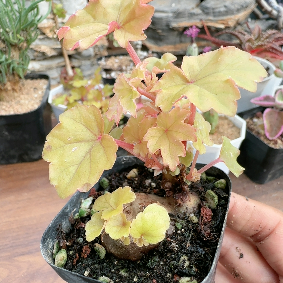 4cm五年开普敦秋海棠