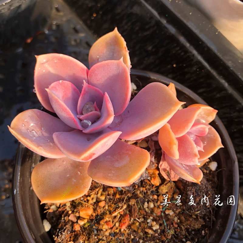 多肉植物紫珍珠多头桩群多肉美晨特价花卉绿植盆栽新手创意园艺